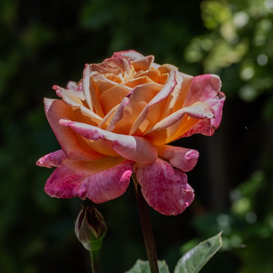 _DSC0438-2