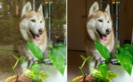 Adobe Reflection Removal result